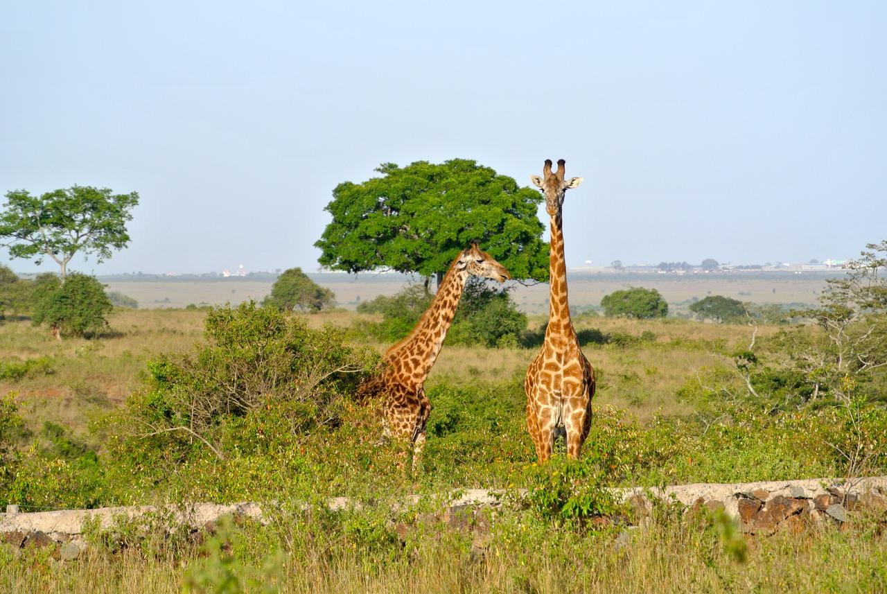 Nyati Hill Cottages Nairobi Exteriör bild
